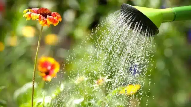 Arrosage des potagers ﻿